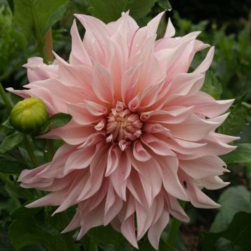 Dahlia Café Au Lait lichtroze - dinnerplate dahlia