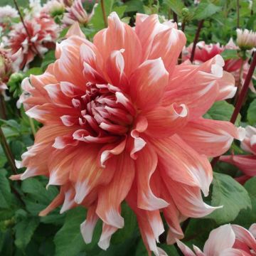 Dahlia Frost Nip - grootbloemige dahlia