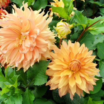 Dahlia Hamari Gold - grootbloemige dahlia