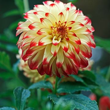 Dahlia Lady Darlene - grootbloemige dahlia