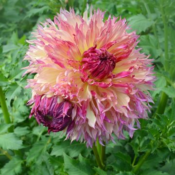 Dahlia Myrtle's Folly - grootbloemige dahlia