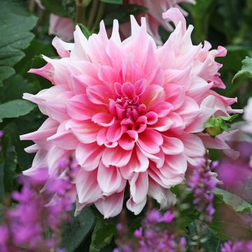 Dahlia Otto s Thrill - grootbloemige dahlia