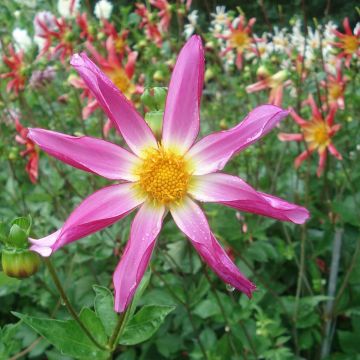 Dahlia Honka Pink - orchideebloemige dahlia