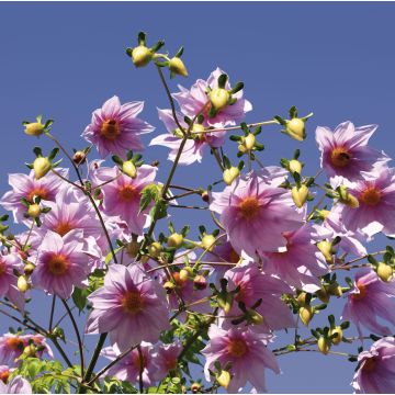 Dahlia imperialis - boomdahlia