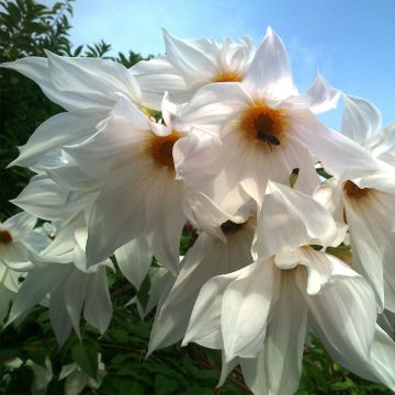 Dahlia imperialis White - boomdahlia