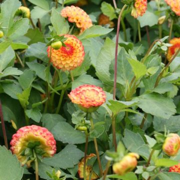 Dahlia Little Beeswing - pompon dahlia