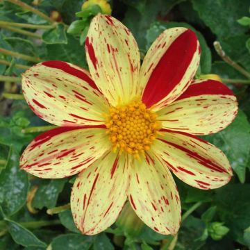 Dahlia Lucky Stripe - perkdahlia