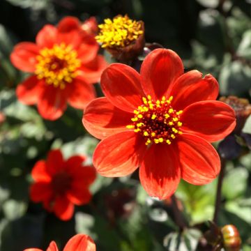 Dahlia nain Scura - dwergdahlia