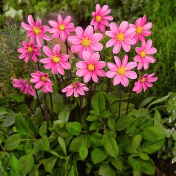 Dwergdahlia Topmix Pink