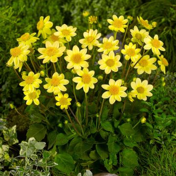 Dwergdahlia Topmix Yellow