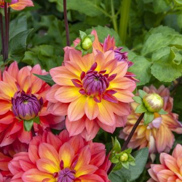 Dwergdahlia Firepot - perkdahlia