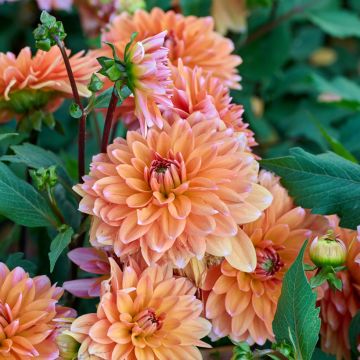 Dahlia Peaches & Vanilla - dwergdahlia