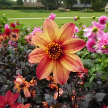 Dahlia Schippers Bronze - perkdahlia
