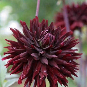 Dahlia Black Jack - Semicactus dahlia