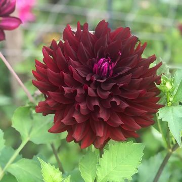 Dahlia Hollyhill Black Beauty - Semicactus dahlia