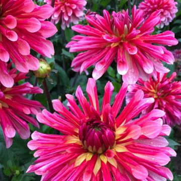 Dahlia Misses Dutch - Semicactus dahlia