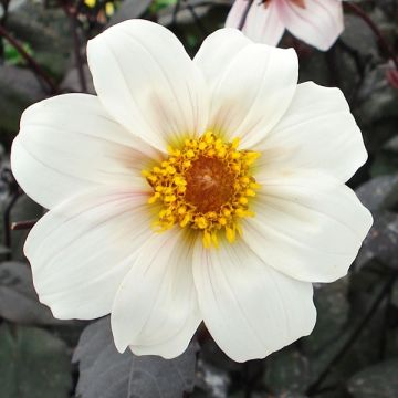 Dahlia Twinings After Eight - perkdahlia