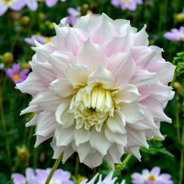 Dahlia Gitts Perfection - grootbloemige dahlia