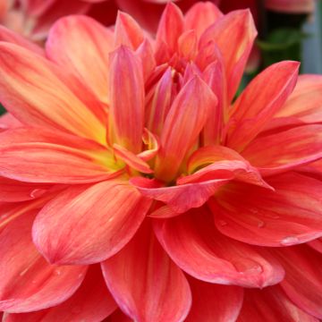 Dahlia Titan Lighthouse - Grootbloemige dahlia