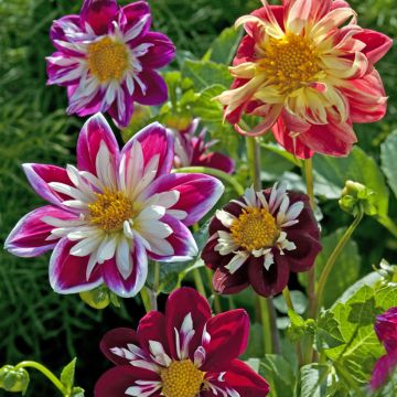 Dahlia Dandy Improved Mix (zaad)