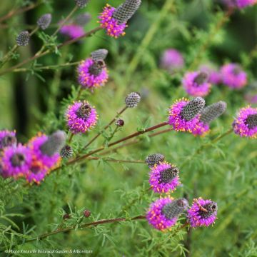Dalea purpurea Stephanie - Prairieklaver