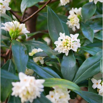 Daphne White Queen - Peperboompje