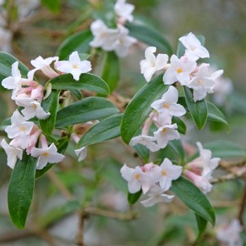 Daphne bholua - Peperboompje