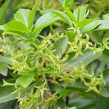 Daphne laureola Philippi - Zwart peperboompje