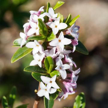 Daphne retusa - Peperboompje