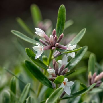 Daphne Eternal Fragrance - Peperboompje