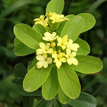 Daphne gemmata Royal Crown - Peperboompje