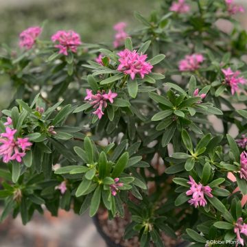 Daphne x transatlantica Bella Rose