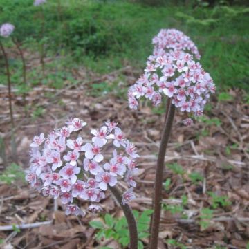 Darmera peltata - Schildblad