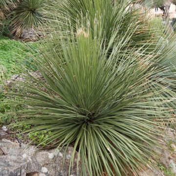 Dasylirion glaucophyllum - Mexicaanse grasboom