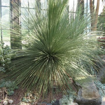 Dasylirion longissimum - Mexicaanse grasboom