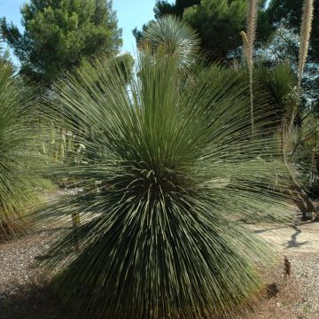 Dasylirion longissimum - Mexicaanse grasboom