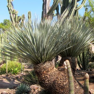 Dasylirion miquihuanensis - Mexicaanse grasboom
