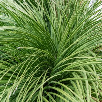 Dasylirion serratifolium - Grasboom