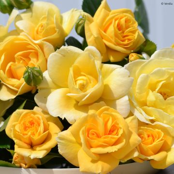 Rosa Soleya - Polyantharoos