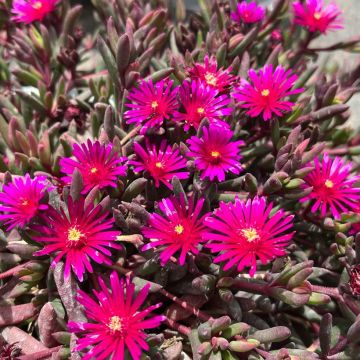 Delosperma Desert Dancers Purple - Ijsbloem