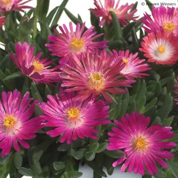 Delosperma Royal Ranger Neon - Ijsbloem