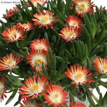 Delosperma Royal Ranger Rood - Ijsbloem