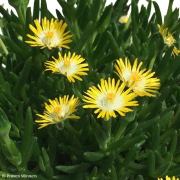 Delosperma Royal Ranger Yellow - Ijsbloem