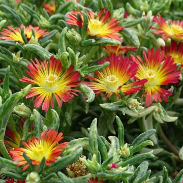 Delosperma Wheels of Wonder Fire - Ijsbloem