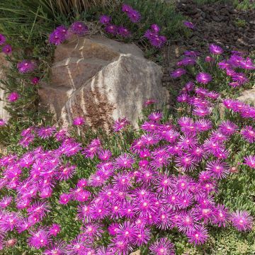 Delosperma cooperi - Ijsbloem