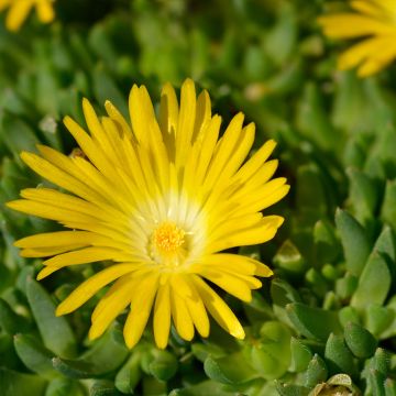 Delosperma deschampsii - Ijsbloem