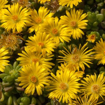 Delosperma lineare - Ijsbloem