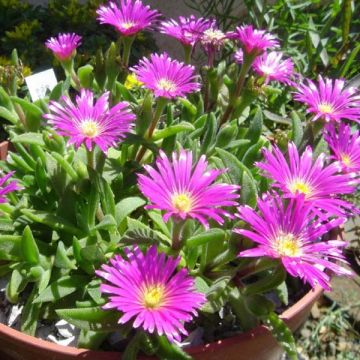 Delosperma sutherlandii - Ijsbloem