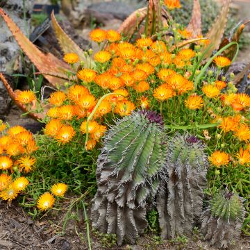 Delosperma Wheels of Wonder Orange - Ijsbloem