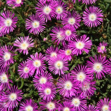 Delosperma floribundum Stardust (zaad) - Ijsbloem Delosperma floribundum Stardust (zaad) - Ijsbloem